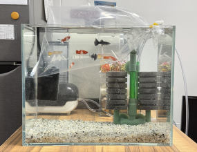 최근 사무실 이사 이후 작은 변화가 생겼습니다.바로 실험실 한편에 어항을 마련해 물고기들을 함께 키우기 시작했어요!!분주한 실험 일정 속에서도 어항을 바라보는 잠깐의 순간이 자연스러운 휴식이 되어 주고 있습니다.어항이 자리 잡은 뒤, 환수 중독 언니가 등장하여 물 상태를 꼼꼼히 확인하면서 어항은 늘 최상의 상태로 유지되고 있습니다. (쪼꼬미들도 태어났어요><!!)이제 어항과 물고기들은 실험실 일상의 일부가 되었답니다♥&nbsp;